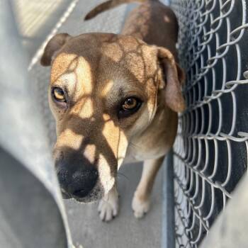 Wilson -  Mixed Breed Dog for Adoption in Uniontown, Pennsylvania - Wilson | PetCurious