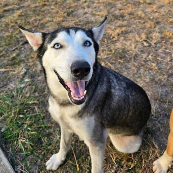 Wolfie -  Siberian Husky Dog for Adoption in Harlingen, Texas - Wolfie | PetCurious