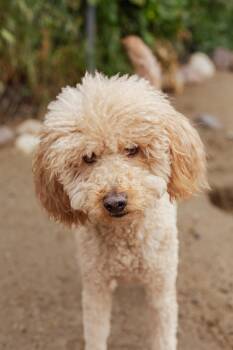 Rescue Goldendoodle Dogs for Adoption in West Hollywood, California - Mick | PetCurious