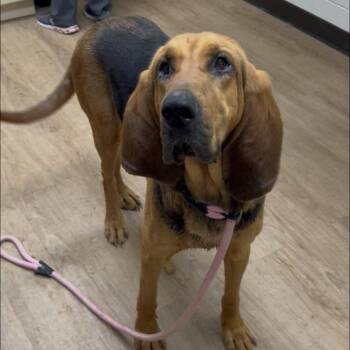 Bloodhound Dogs Available for Adoption in Lyndhurst, Virginia - Sally Ann | PetCurious