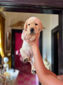 Nacho Fries (AVAILABLE 9/7 or 9/21) -  Labrador Retriever Dog for Adoption in Leverett, Massachusetts - Nacho Fries (AVAILABLE 9/7 Or 9/21) | PetCurious
