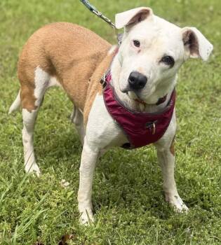 Boxer Dogs Available for Adoption in Calera, Alabama - Pearlie | PetCurious