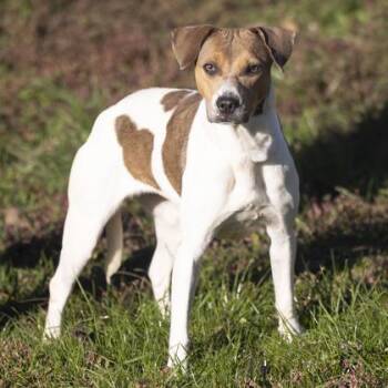 Rescue Mixed Breed Dogs for Adoption in Bedford, Indiana - Dorothy | PetCurious