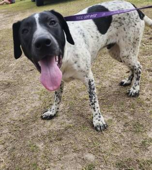 Pointer Dogs Available for Adoption - Smorz | PetCurious