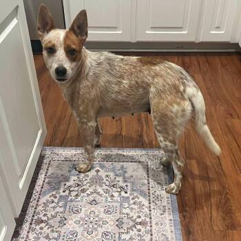 Little Girl -  Cattle Dog Dog for Adoption in Enterprise, Alabama - Little Girl | PetCurious