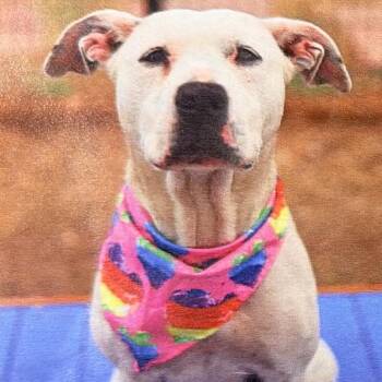 Betty -  American Staffordshire Terrier and Mixed Breed Dog for Adoption in Hagerstown, Maryland - Betty | PetCurious