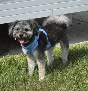 Rocko -  Pomapoo Dog for Adoption in Jamestown, North Dakota - Rocko | PetCurious