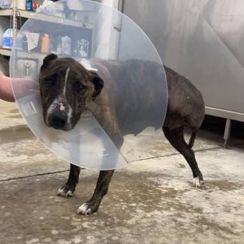 Mountain Cur Dogs Available for Adoption in Mckenzie, Tennessee - Marghie | PetCurious