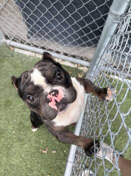 Rescue American Bully and Bulldog Dogs for Adoption in Sanford, Florida - Jinx | PetCurious