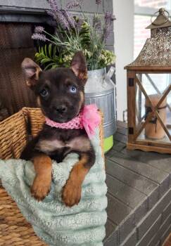 German Shepherd Dog and Australian Kelpie Dogs Available for Adoption - Mira Galaxy | PetCurious