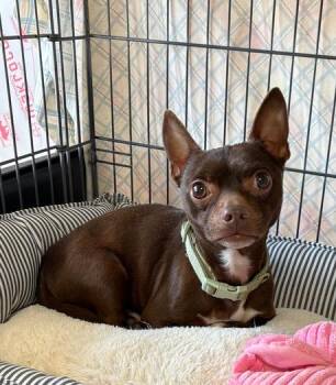 Chihuahua Dogs Available for Adoption in Rochester, Indiana - BEANS | PetCurious