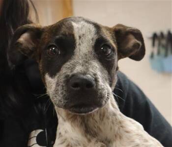 FRECKLES -  Mixed Breed Dog for Adoption in Columbia, South Carolina - FRECKLES | PetCurious