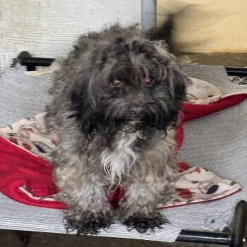 Poodle Dogs Available for Adoption - Bebot | PetCurious