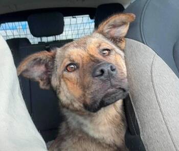 Greta -  Shepherd and Mixed Breed Dog for Adoption in Calgary, Alberta - Greta | PetCurious