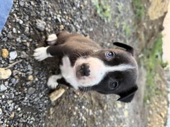 Australian Shepherd and Border Collie Dogs Available for Adoption in Haslet, Texas - Little Buddy | PetCurious