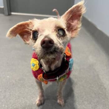Pumpkin -  Mixed Breed Dog for Adoption in Canal Winchester, Ohio - Pumpkin | PetCurious