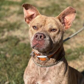 Dominic -  Mixed Breed Dog for Adoption in Huntington, West Virginia - Dominic | PetCurious