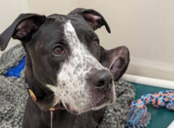 Bruno -  Pit Bull Terrier and Mixed Breed Dog for Adoption in Portland, Oregon - Bruno | PetCurious