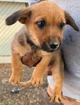 Terrier Dogs Available for Adoption - ABRIANNA | PetCurious