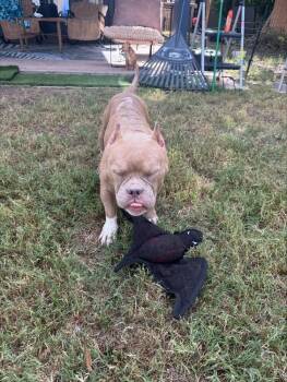 Creme Brulee -  American Bulldog Dog for Adoption in Sedalia, Colorado - Creme Brulee | PetCurious