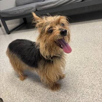 Molly Pocket -  Mixed Breed Dog for Adoption in Lansing, Michigan - Molly Pocket | PetCurious