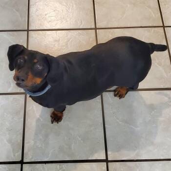 Dachshund Dogs Available for Adoption in Fort Walton Beach, Florida - Max | PetCurious
