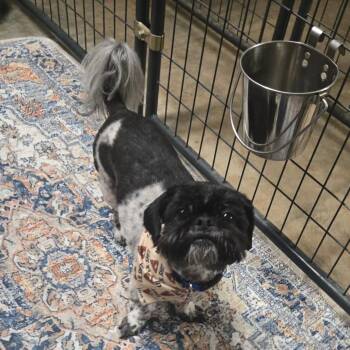 Goku -  Shih Tzu Dog for Adoption in Helena, Alabama - Goku | PetCurious