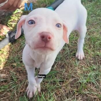 Queso -  German Shorthaired Pointer and Mixed Breed Dog for Adoption in New Orleans, Louisiana - Queso | PetCurious