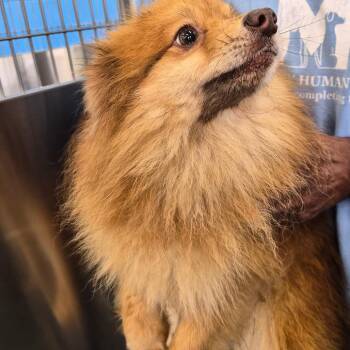 Pomeranian Dogs Available for Adoption - Caramel | PetCurious