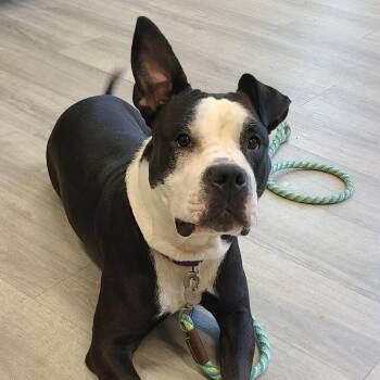 Molly Moo Cow -  Mixed Breed Dog for Adoption in Oak Park, Illinois - Molly Moo Cow | PetCurious