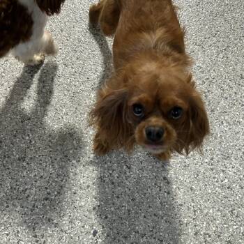 Cashmere. 14.4 lbs -  Cavalier King Charles Spaniel Dog for Adoption in Antwerp, Ohio - Cashmere. 14.4 Lbs | PetCurious