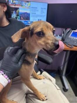 Chihuahua and Mixed Breed Dogs Available for Adoption - NOOB SAIBOT | PetCurious