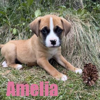 Hound and Mixed Breed Dogs Available for Adoption in Ellicott City, Maryland - Amelia | PetCurious