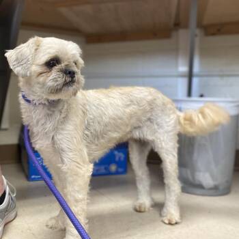Shih Tzu and Mixed Breed Dogs Available for Adoption in Jacksboro, Tennessee - Fruit Loop | PetCurious