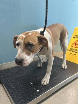Hound and Mixed Breed Dogs Available for Adoption in Newton, North Carolina - LULU | PetCurious