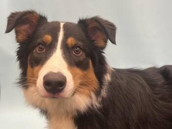 Blaze -  Australian Shepherd Dog for Adoption in Golden Valley, Minnesota - Blaze | PetCurious