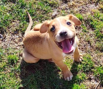 Beagle and Fox Terrier Dogs Available for Adoption - Sutton | PetCurious