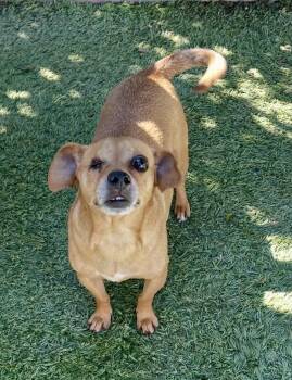 Jagger -  Miniature Pinscher and Miniature Dachshund Dog for Adoption in Los Angeles, California - Jagger | PetCurious