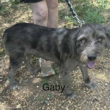 Gaby -  Mixed Breed Dog for Adoption - Gaby | PetCurious
