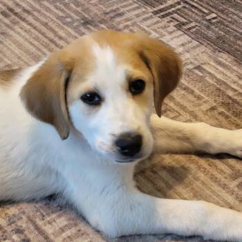 Mixed Breed Dogs Available for Adoption in Fredericksburg, Virginia - Jake | PetCurious