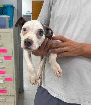 Palmer -  Pit Bull Terrier Dog for Adoption in Sorrento, Louisiana - Palmer | PetCurious