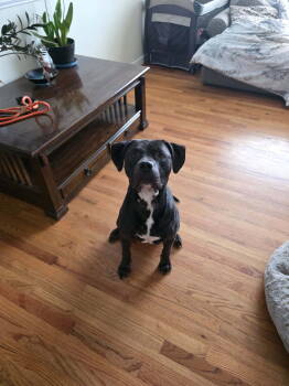 Rescue Mixed Breed Dogs for Adoption in Thomasville, North Carolina - Belmont | PetCurious