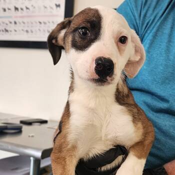 Rescue Mixed Breed Dogs for Adoption in Galax, Virginia - Blessing | PetCurious