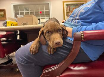 Labrador Retriever Dogs Available for Adoption - Clerk | PetCurious