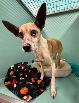 Peggy Sue -  Chihuahua and Mixed Breed Dog for Adoption in Seagoville, Texas - Peggy Sue | PetCurious