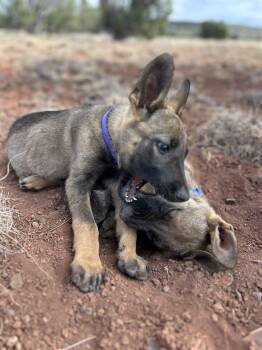 Arizona Litter: Tempe -  Belgian Shepherd Malinois and German Shepherd Dog Dog for Adoption in Vancouver, Washington - Arizona Litter: Tempe | PetCurious