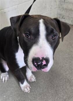 SUSHI -  Pit Bull Terrier Dog for Adoption in San Bernardino, California - SUSHI | PetCurious