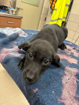 Kimmy -  Mixed Breed Dog for Adoption in Bossier City, Louisiana - Kimmy | PetCurious