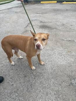 Pit Bull Terrier Dogs Available for Adoption in Doral, Florida - REX | PetCurious