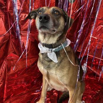 Labrador Retriever and Mixed Breed Dogs Available for Adoption - Handsome | PetCurious